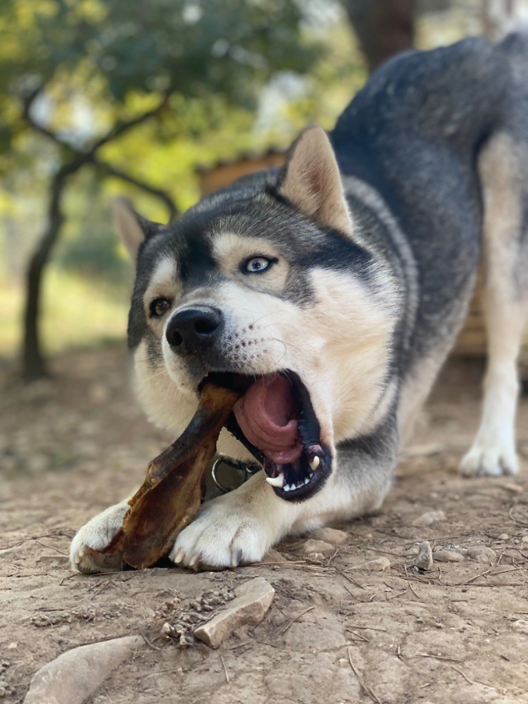 Smurf Des Loups Du Luberon