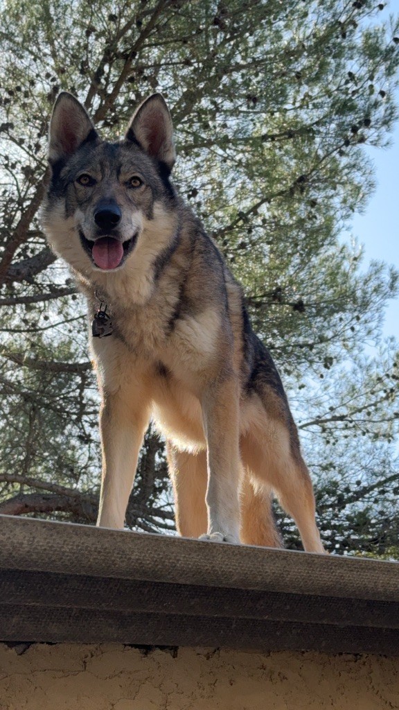 Les Chien-loup tchecoslovaque de l'affixe Des Loups Du Luberon