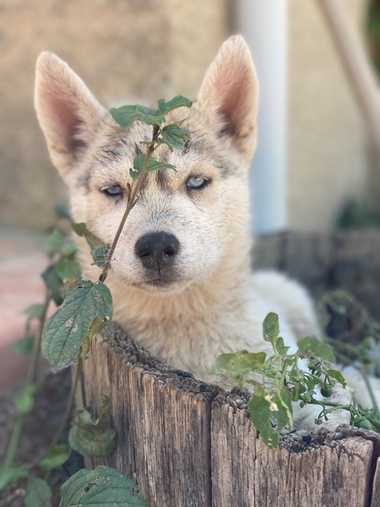 Des Loups Du Luberon - Chiot disponible  - Siberian Husky