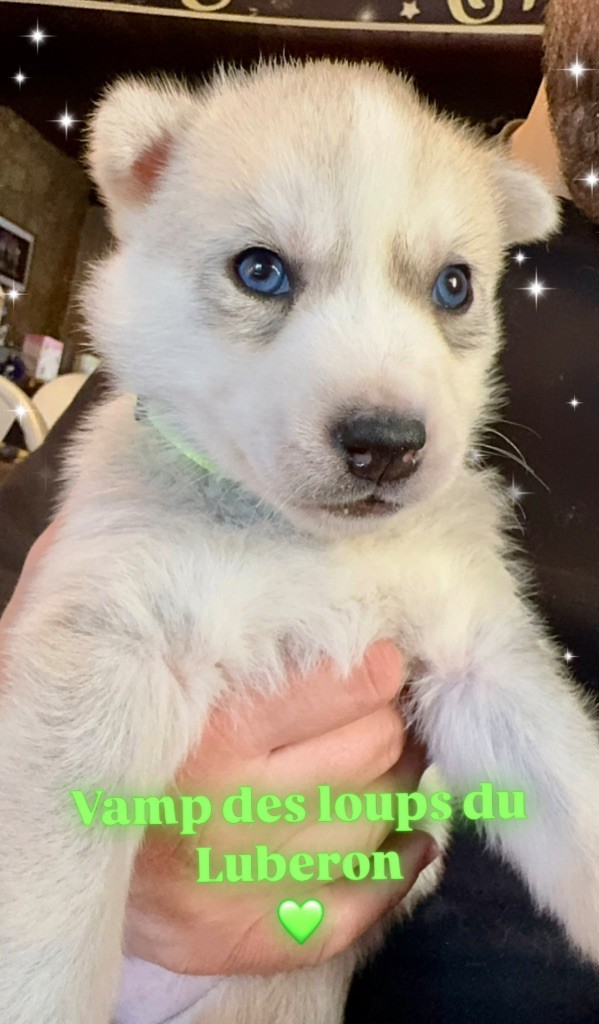 Des Loups Du Luberon - Chiot disponible  - Siberian Husky