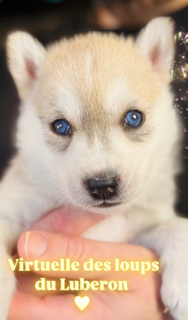 Des Loups Du Luberon - Chiot disponible  - Siberian Husky