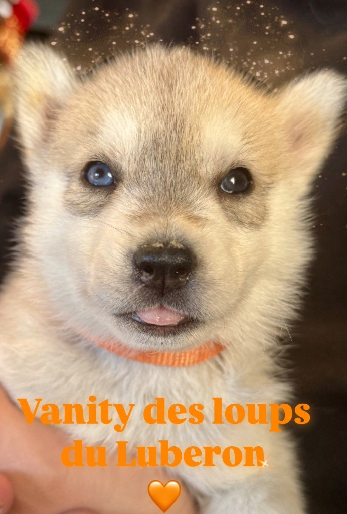 Des Loups Du Luberon - Chiot disponible  - Siberian Husky