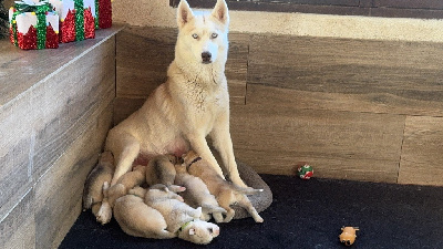 Des Loups Du Luberon - Siberian Husky - Portée née le 05/12/2024