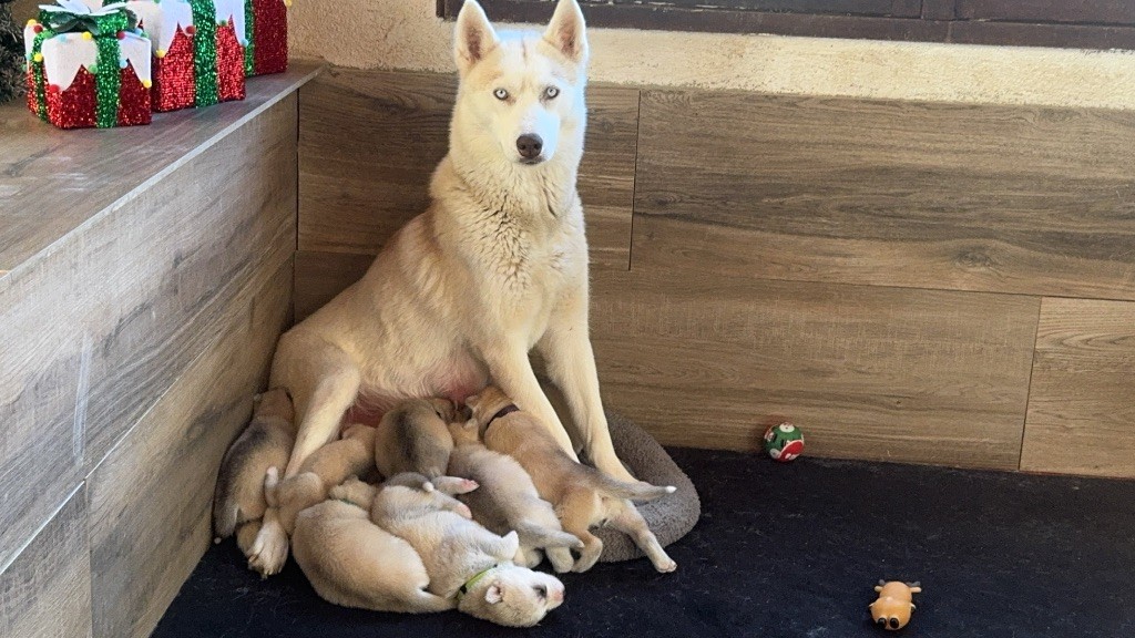 chiot Siberian Husky Des Loups Du Luberon