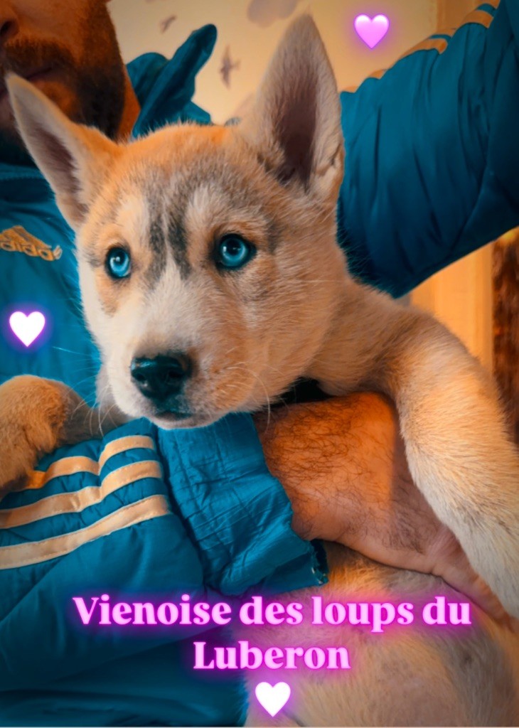 Des Loups Du Luberon - Chiot disponible  - Siberian Husky