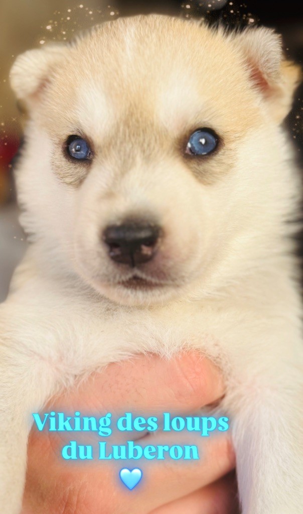 Des Loups Du Luberon - Chiot disponible  - Siberian Husky