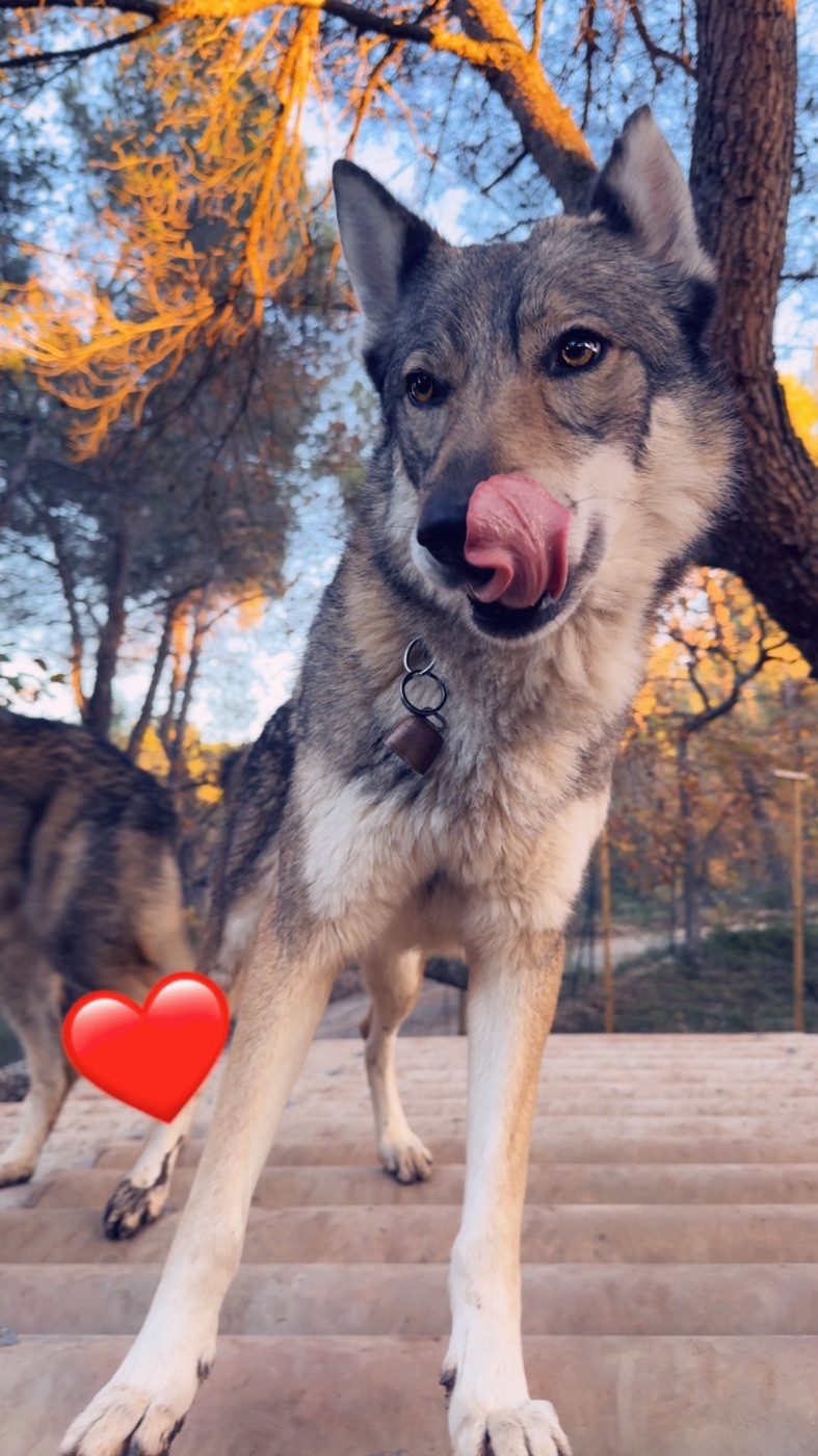 Sentimentale De La Tanière De La Loupiote