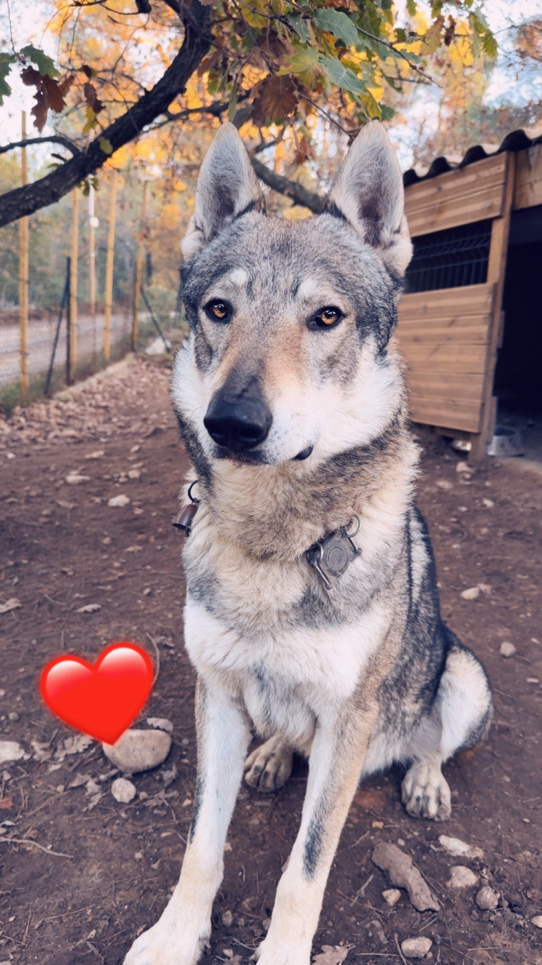 Shance Du Clan Ragnar