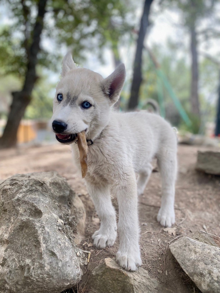 Des Loups Du Luberon - Siberian Husky - Portée née le 28/07/2023