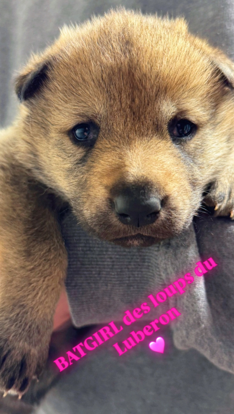 Des Loups Du Luberon - Chien-loup tchecoslovaque - Portée née le 26/01/2026