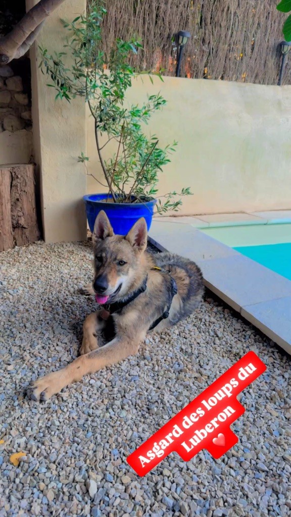 Des Loups Du Luberon - Chiots disponibles - Chien-loup tchecoslovaque